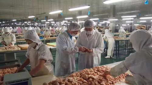 圣宠厂家 为何99%的宠物信赖他们的产品？